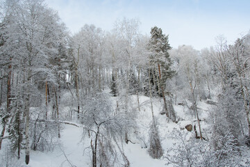 Siberian winter forest with pine trees on slope and frozen tree branches