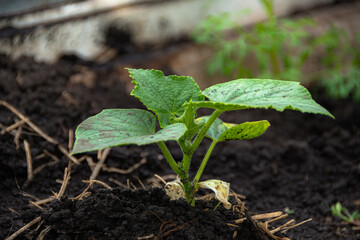 Young shoots with green cucumber leaves on the farm. Growing vegetables in the garden.