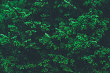 Green branches of spruce in summer forest