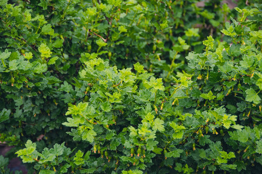 Green gooseberry berries on prickly green branches of shrub