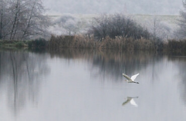 Great Egret flying over  frozen lake. Scenic landscape over the pond in winter