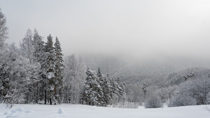 Snow forest in gentle haze of frosty morning