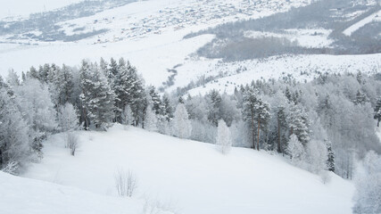 Obraz premium Winter pine forest on hillside. Frozen trees under snow