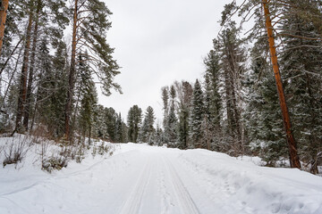 Fototapeta premium Snow covered country road in winter forest
