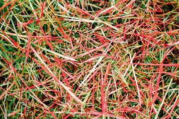 Natural textures of color on the stems of the grass on a summer day. Different colors and unique patterns. Colorful floral backgrounds. The unnatural colors of the meadow grass in the bright sun