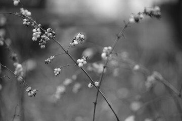 Snowberry white berries grow on the bush. BW photo