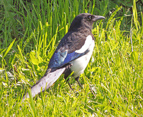 Magpie in a meadow on a Sunny day
