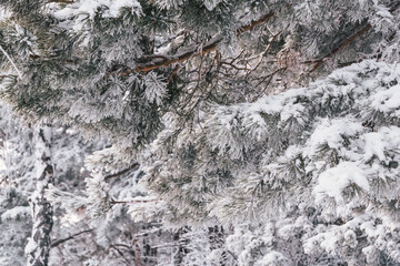 Thick pine branches with fluffy snow on branches. Winter forest in frost.