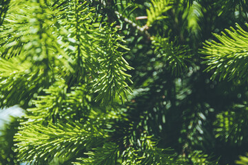 Green branches of spruce in summer forest