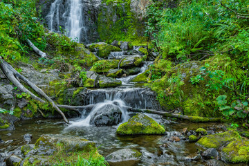 Forest stream in rainforest. Waterfall among mossy rocks and greenery. Mountain river on summer day. Nature landscape with  cascades of mountain creek among lush thickets in forest.
