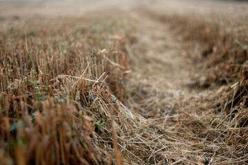 Stubble in the field after harvest. Cut stalks of cereals in the field in summer. Slender rows of grain crops on a summer day in the field. Close-up, side view