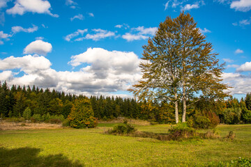 KRASNO POLJE, CROATIA, October 2020 - beautiful autumn day. Meadow and deciduous forest. Sky with clouds.