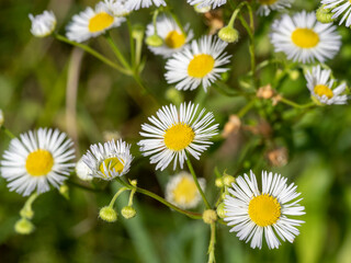Fototapeta premium Chamomile flowers on blurred green background. Feld flowers