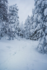 Fototapeta premium Narrow snow path in winter pine forest