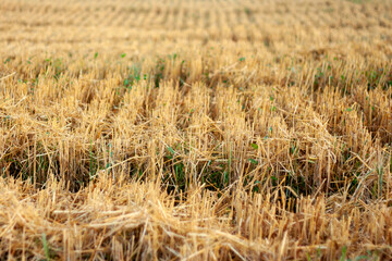 Fototapeta premium Stubble in the field after harvest. Cut stalks of cereals in the field in summer. Slender rows of grain crops on a summer day in the field. Close-up, side view