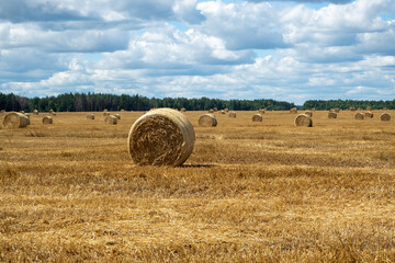 Fototapeta premium Haystacks on the field, close-up view. Bright yellow and golden Haystacks on agricultural field in sunny summer day.