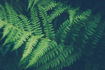 Thickets of fern. Green leaf cover in rainforest. Scenic natural texture of fern leaves.