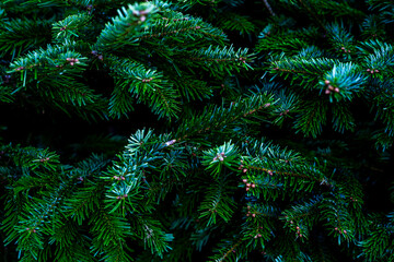 Blue fir tree branch. Winter mood, dark background. Close-up