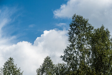 Blue cloudy sky over summer birch forest