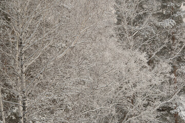 Snow white winter forest with frost covered tree branches