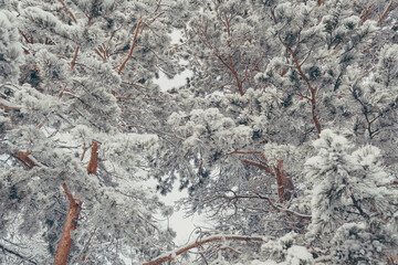 Snowy tree branches. Winter pines with needles covered with frost.