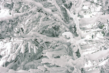Winter forest with dense branches covered with snowdrifts