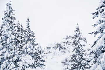 Dense forest with frozen branches. Winter atmosphere of forest travel, soft snow on trees