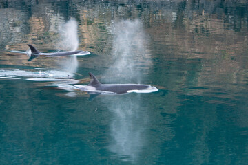 dolphin in the water