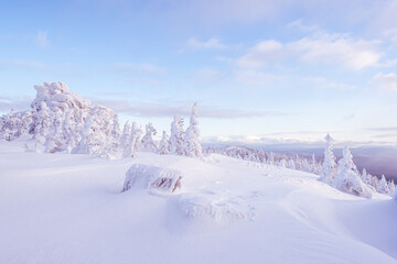 Winter landscape with snow covered fir trees. Frost covered forest is illuminated by pink morning rays