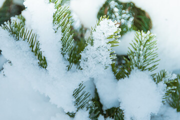 Pine branches are covered with light snow. Frozen coniferous needles of winter forest