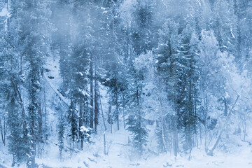 Fototapeta premium Snow trees on hillside. Fairy forest with frost on branches of pine trees. Winter dark and misty forest on the hillside