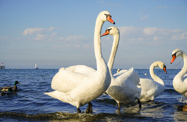 white graceful swans with outstretched necks on the sea