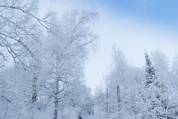 Winter forest on slope in frosty haze. Branches are covered with snow and frost under soft sky.