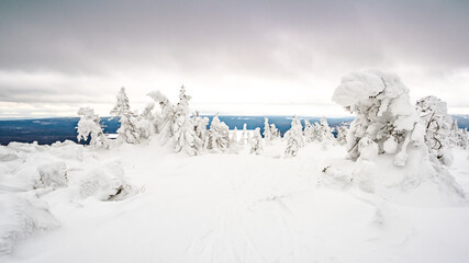 Snow firs on mountain range under cloudy winter sky. Trees covered with snow look like white figures