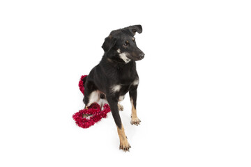 Dog sit on red scarf