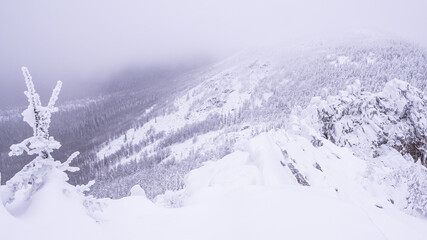 Obraz premium Trees covered with snow on hillside. Fairy forest in pink light of dawn. Magic winter landscape