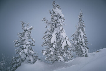 Fototapeta premium Forest with snow-covered trees. Snow drifts on the branches after a snowfall.