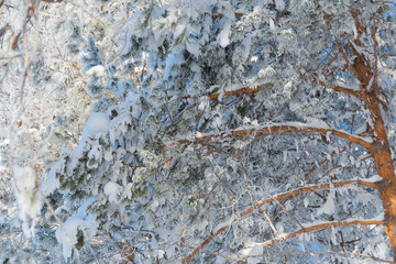 Winter landscape. The forest on hillside is covered with snow and frost. Cold weather in Siberia.