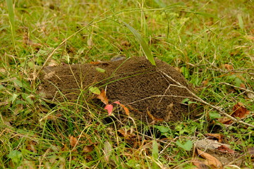 Obraz premium Lake Martin Ant Pile