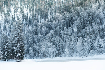 Snow trees on hillside. Fairy forest with frost on branches of pine trees. Winter dark and misty forest on the hillside