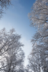 Branches in frost against blue sky. Snow forest in white velvet. Bottom up view in sunny cold weather.