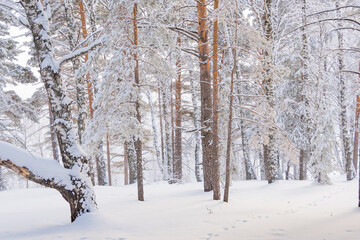 Fototapeta na wymiar Yellow trunks of tall pines in winter forest. Branches of trees are covered with fresh snow.