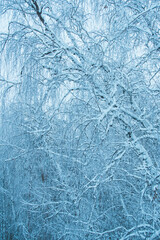 Snow white winter forest with frost covered tree branches