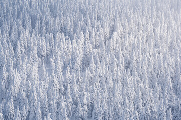 Coniferous trees sprinkle with snow. View from height of white frozen forest