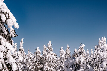 Winter trees under blue sky. Upper branches of firs under snow.