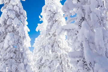 Trees in white fresh snow and frost in blue sky