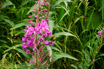 flowers in the garden