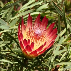Federball-Zuckerbusch (in Afrikaans suikerbossie),  Protea repens, stammt aus den südlichen Regionen in Südafrika. 