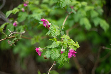 pink and white flowers