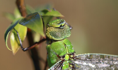 Große Königslibelle - Blue Emperor